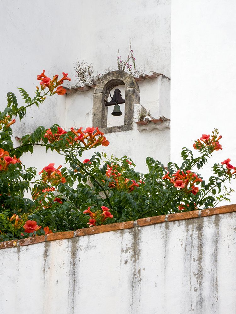 Portugal-Obidos-Orange trumpet vine growing below a church bell in the medieval village of Obidos